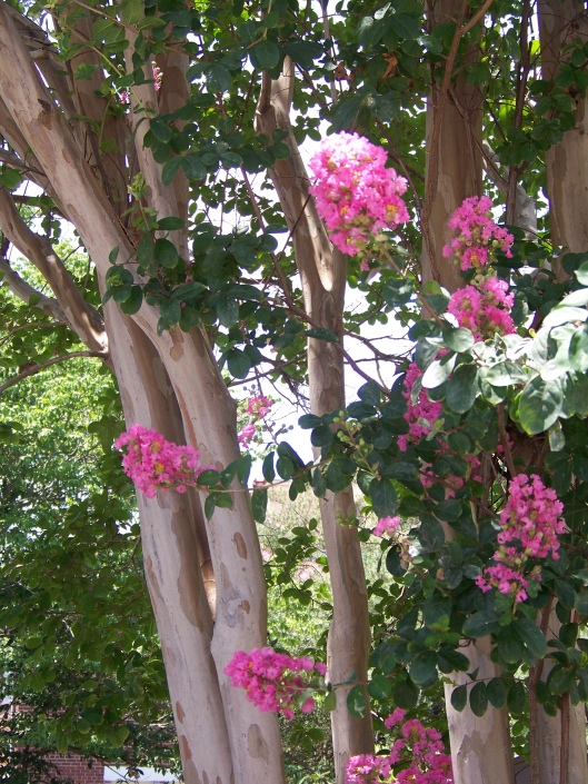 Beautiful flowering trees and shrubs all along the way.