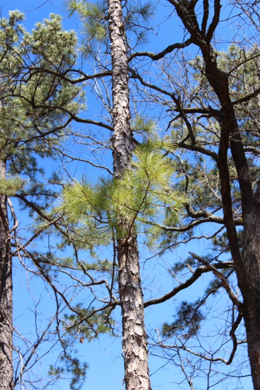 New growth on this lob-lolly pine.