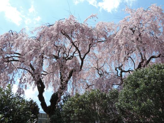 This weeping cherry tree is one of the varieties planted by Dr. Fairchild on his private property.