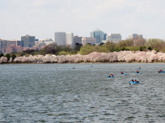 This is a view across the Tidal Basin to the city of Arlington, VA. The paddle boats are a fun way to view the cherry trees and can be rented for a reasonable fee.