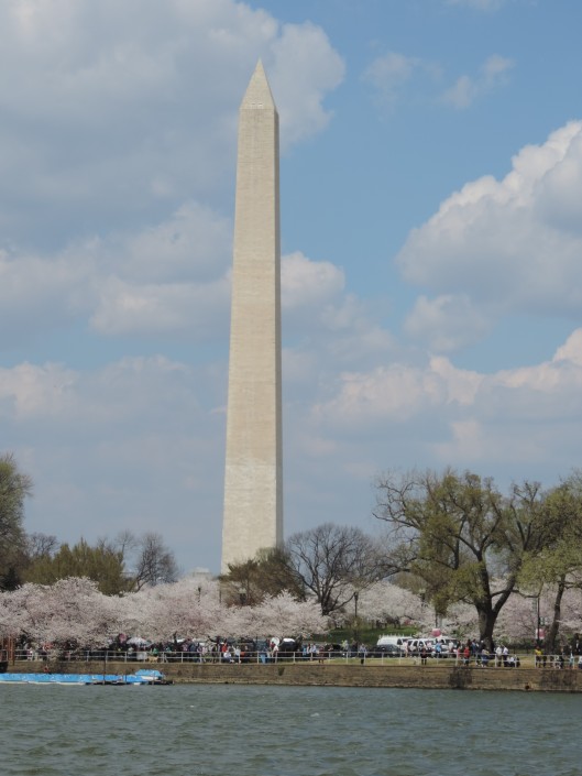 The Washington Monument with cherry trees in the foreground.