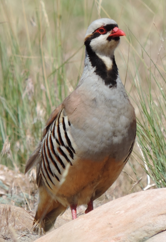 This Chukar Partridge was a real treat, letting us walk right up to him.