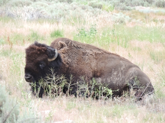 This buffalo was relaxing right next to a campground and there were actually buffalo in the campground!