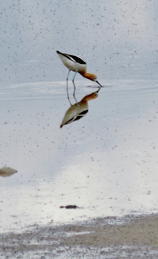 Catching a shot of this American Avocet is one of my favorite pictures of our trip.