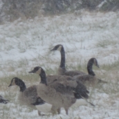 The geese were all out of the water, experiencing this first snow just as I was,,,by walking around in it!