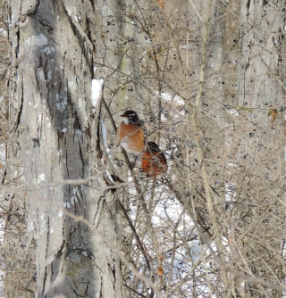 Even in the gray, snowy woods, the burnt orange breasts of these robins cannot hide for long!