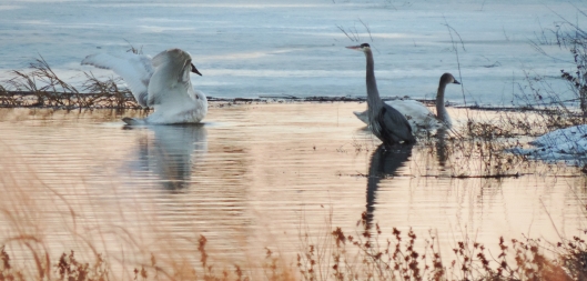 The winter is beautiful at Riverlands...saw these swans and a heron in late winter several years ago.