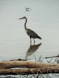 Herons are always present somewhere in the sanctuary.