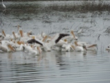 We love the huge numbers of pelicans that arrive annually...