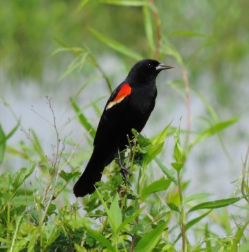 so many Red-winged Blackbirds...