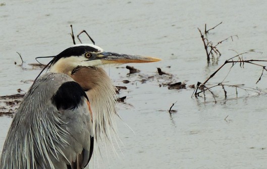 We see herons all the time at Riverlands...we like to think this one is a permanent resident. We have named him Eli, and we look for him on every trip. He is very territorial, and lives in Ellis Bay.