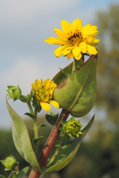 A cup sunflower in the riverside garden.