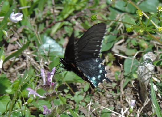 The Big Spring Area is visited by a wide variety of animal life. I caught a picture of this swallowtail butterfly.
