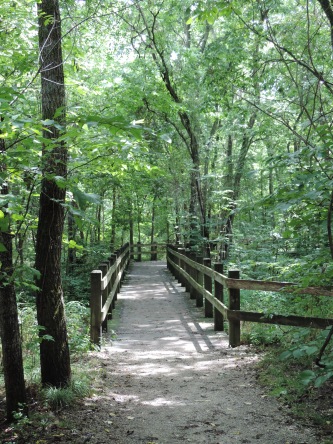 A boardwalk leading though the wetter parts of the forest along the mile long Carver Trail...