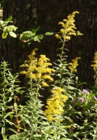 I have discovered over the last couple years that goldenrod is one of my favorite flowers, and it explodes in the late summer taking us into autumn.