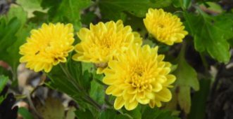 Chrysanthemums have always been one of my favorite flowers, they remind me of my home growing up.
