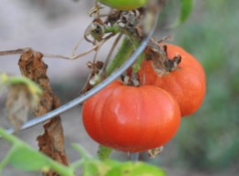 and these tomatoes, hanging on for us to still enjoy.
