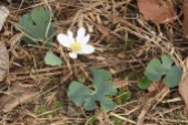 This Bloodroot is one of the first blooms of spring...