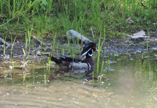 Saw this gorgeous wood duck one day in a side pool.