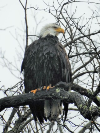 What a treat to find this eagle high in a tree watching over the lake...