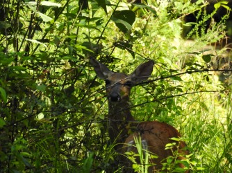 Came upon this deer that was hiding in the understory.