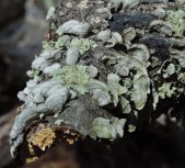 I love mosses and lichens...