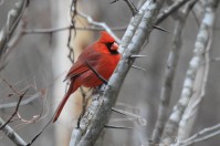 This cardinal is bundled up for the cold as he puffs his feathers our as fat as he can.