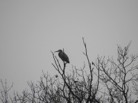 and this heron seeing what he can see!