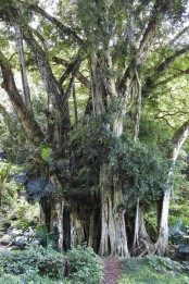 This huge banyan tree.