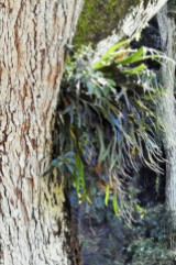Epiphytes growing in so many of the trees...