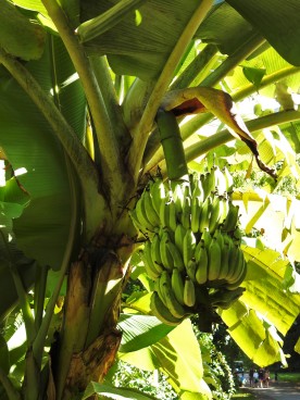 A banana tree...
