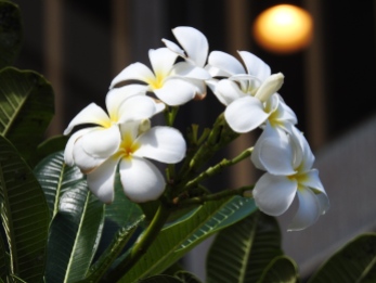 Plumeria, my favorite, and used to make leis