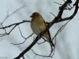 This goldfinch as out looking at what we both hoped was our last snowfall of the winter!