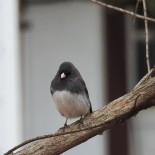 I love to watch the juncoes all winter...they will be leaving soon.