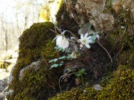 Hepatica breaking out of the rock of the bluff