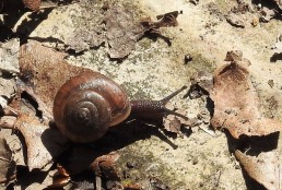 a land snail I barely missed stepping on!