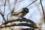 Black-capped Chickadees are funny, quick darting little birds that love to crawl upside down all over the trees in the yard!