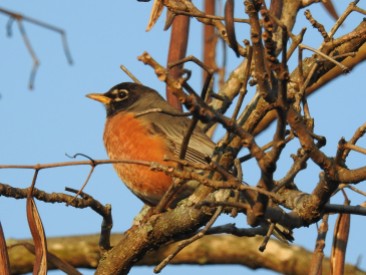 American Robin...he does not eat at the feeder, but his song just sings "spring"