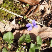 Common Violet, though it is anything but common!