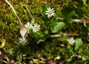 Chickweed...I know it is a weed, but I love it anyway.