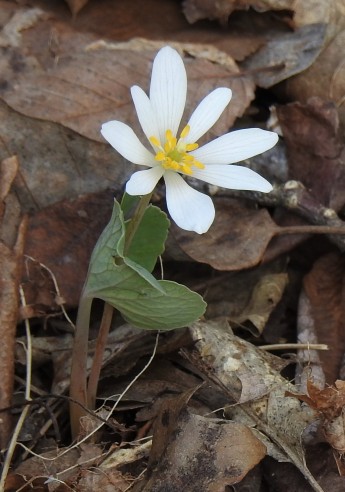 One of my favorites...blood root. It is so named because Native Americans used the roots of the plant to make a beautiful "blood" red dye.