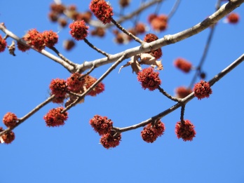 The maple trees are beginning to bloom...