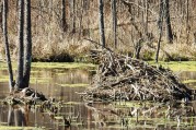 The beavers and the turtles are active