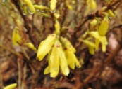 as are the forsythia.