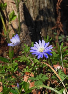 A spring Aster